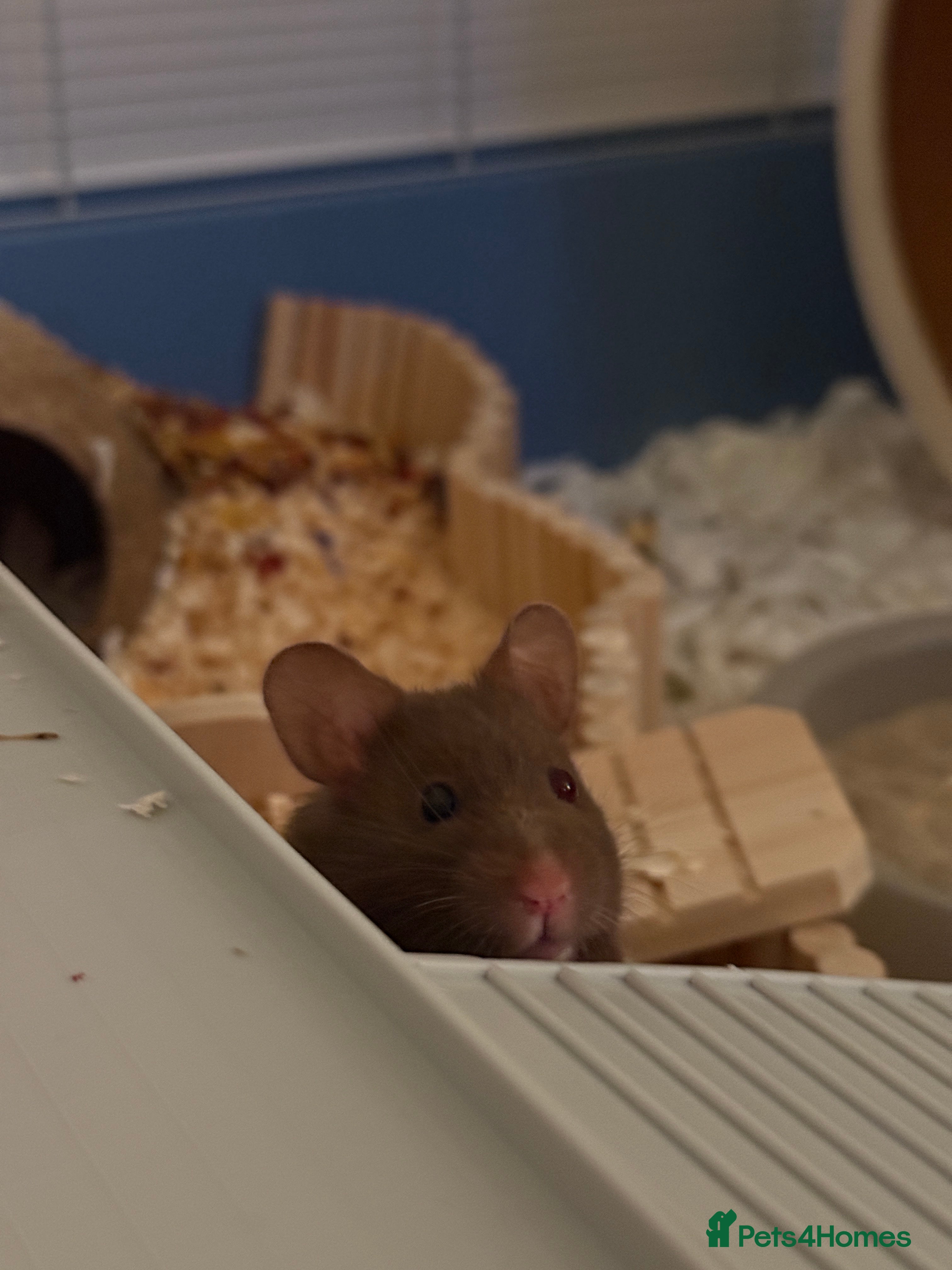 Hamster rodents Pickles the hamster  - Advert 4