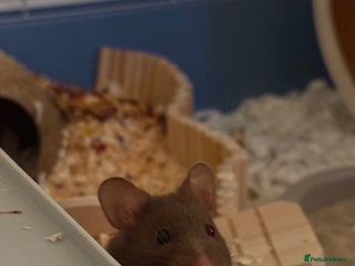 Hamster rodents - Advert 26