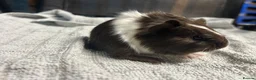 Guinea Pig rodents for sale: beautiful friendly guinea pigs to reserve  - Advert 16