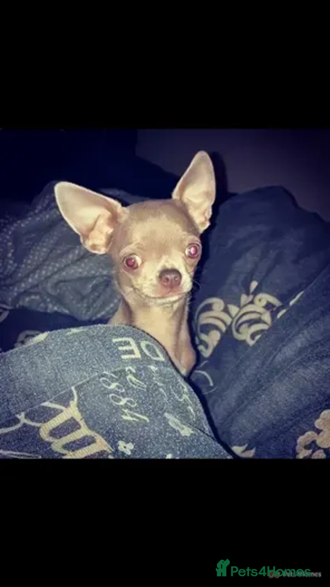 Chihuahua dogs for stud: **Well Proven Stud**- Stunning Lilac Smooth Coat  in Morecambe - Image 7