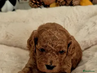 Cavapoo dogs F1B HEALTH TESTED CAVAPOO PUPPIES - Advert 2