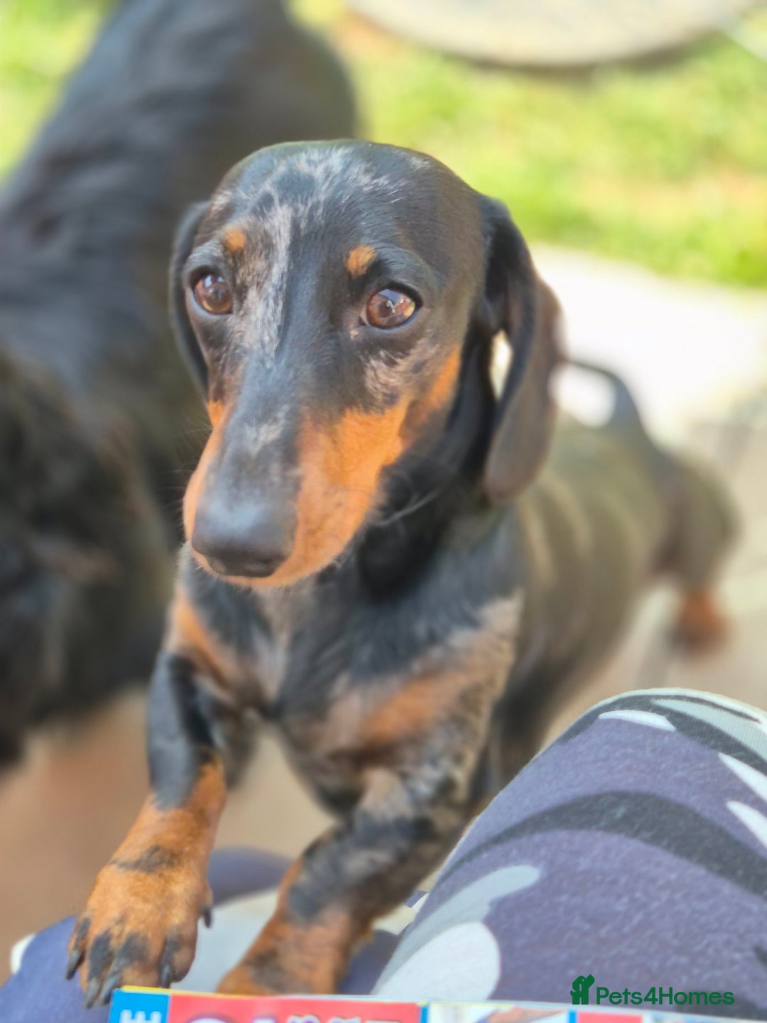 Miniature Dachshund dogs for sale: Mini daschund  - Image 2
