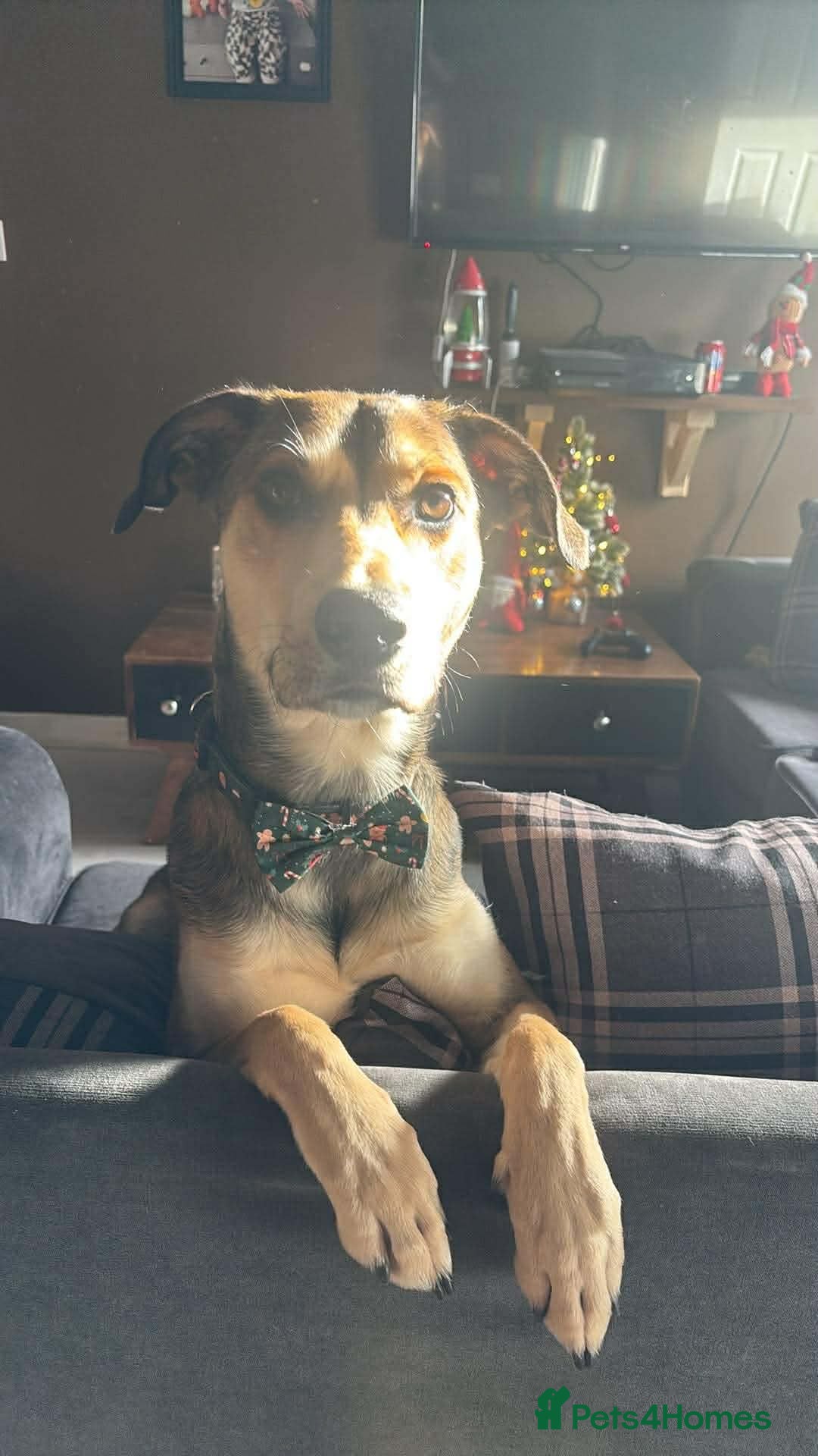 Mixed Breed dogs for sale: Ronnie  - Advert 3