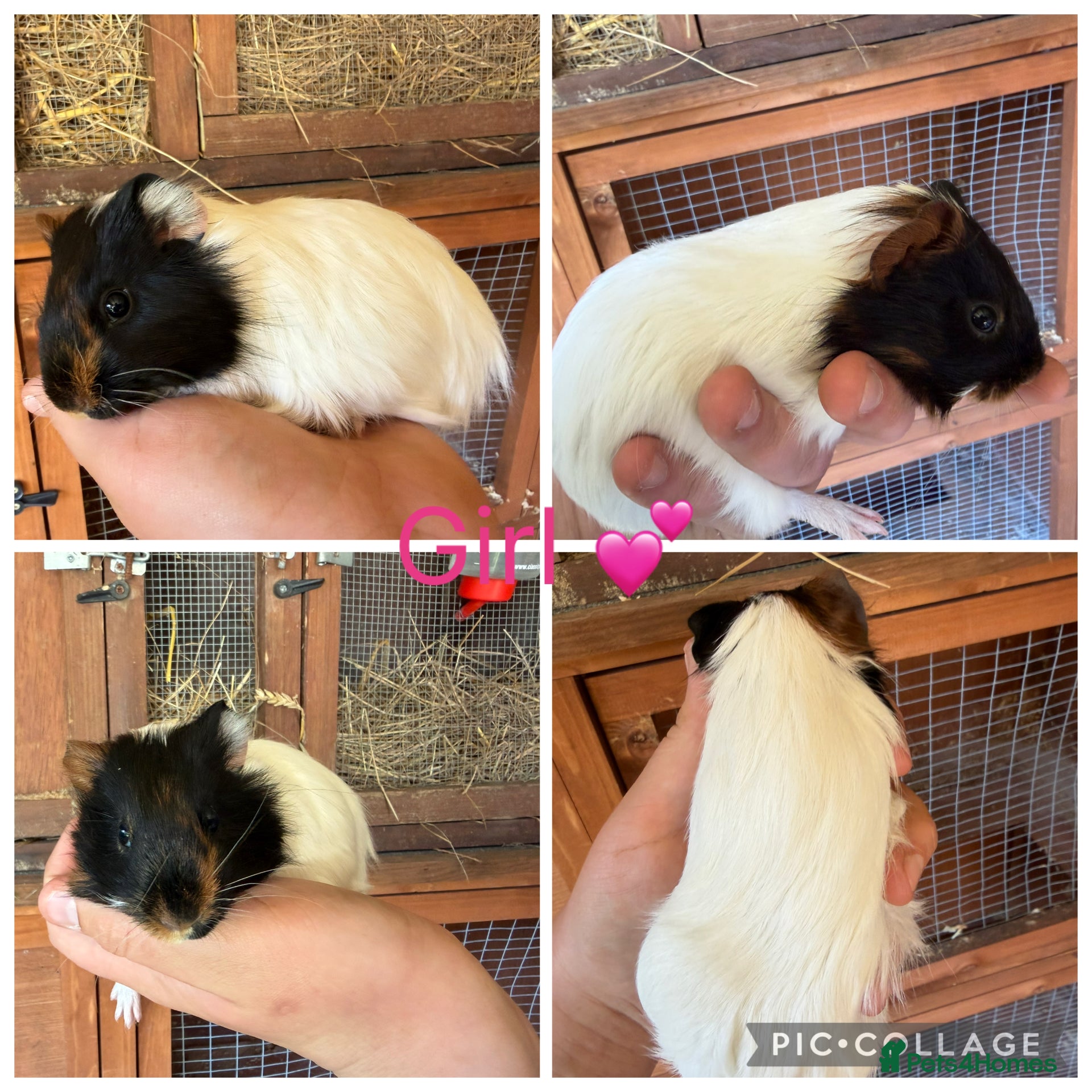 Guinea Pig rodents 6 Female, 2 male guinea pigs for new homes  - Advert 2