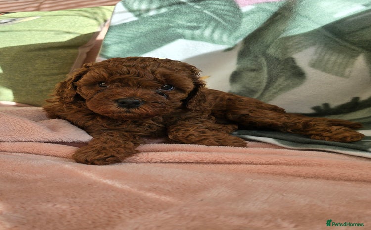 Cavapoo dogs - Advert 2