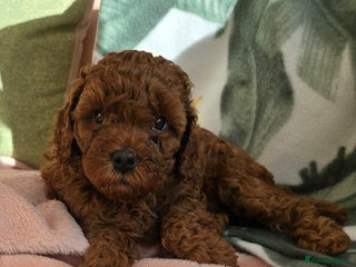 Cavapoo dogs for sale - Advert 1