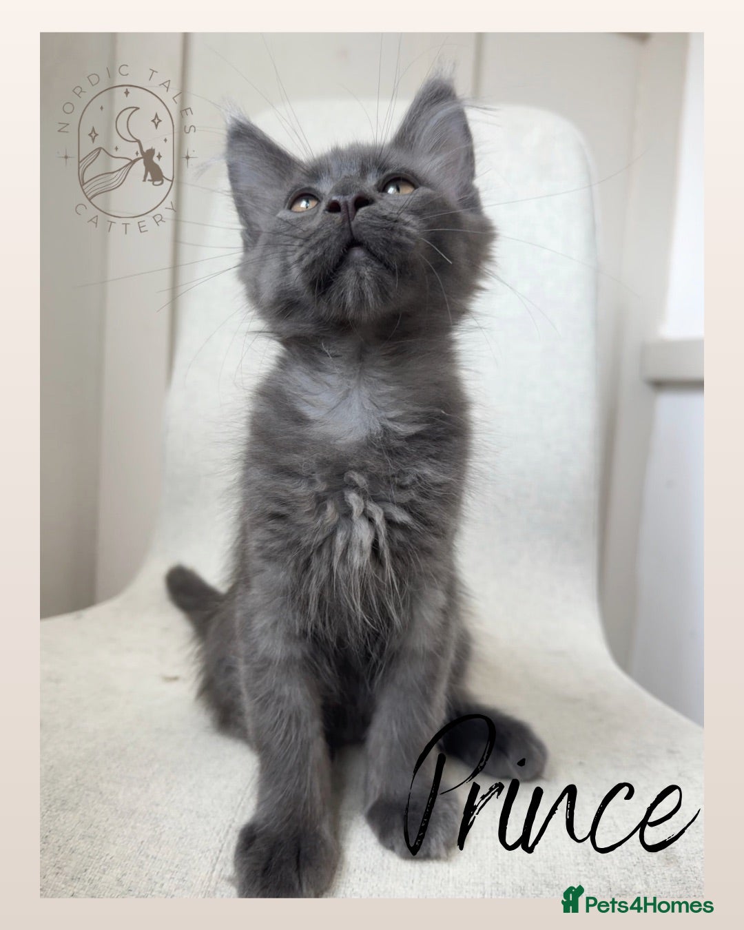 Maine Coon cats Stunning TICA Solid Blue Pedigree Kittens  - Advert 1