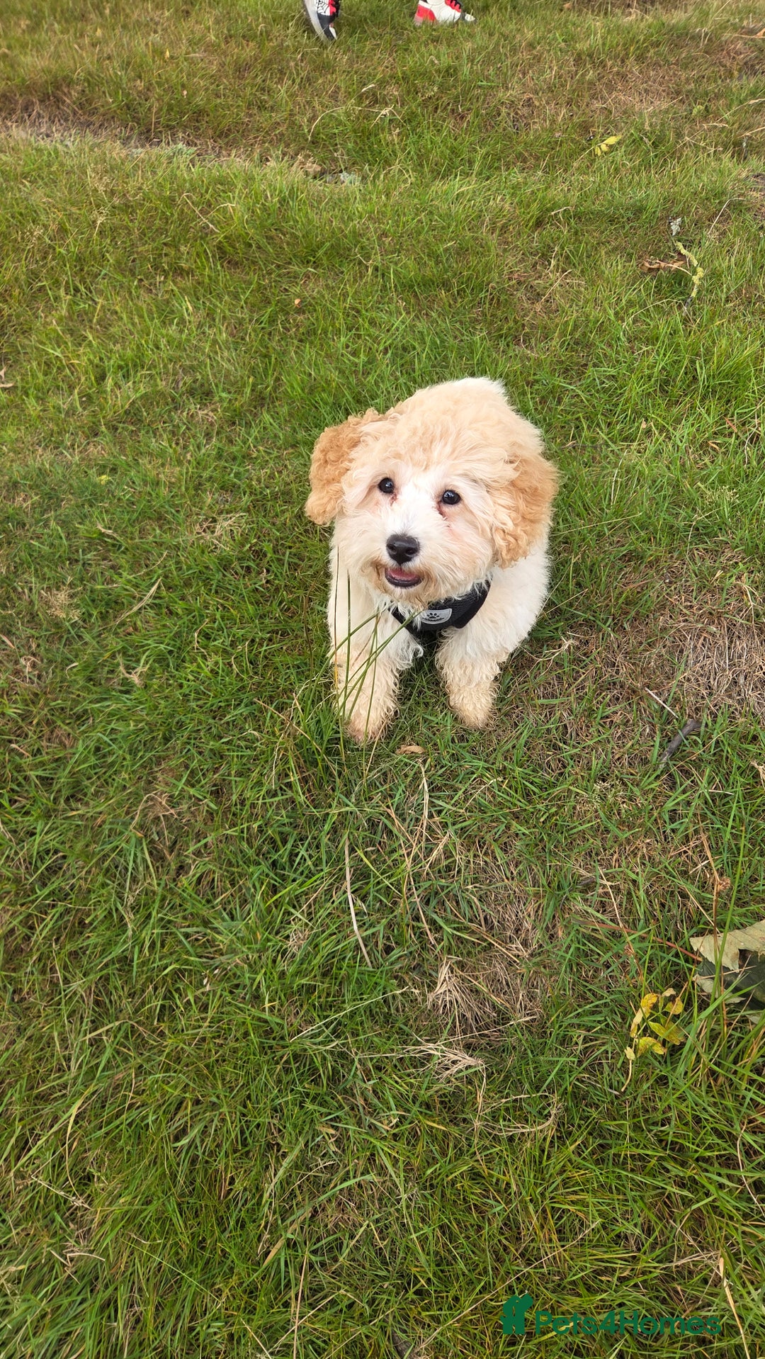 Poochon dogs for sale: Poochon - Image 5