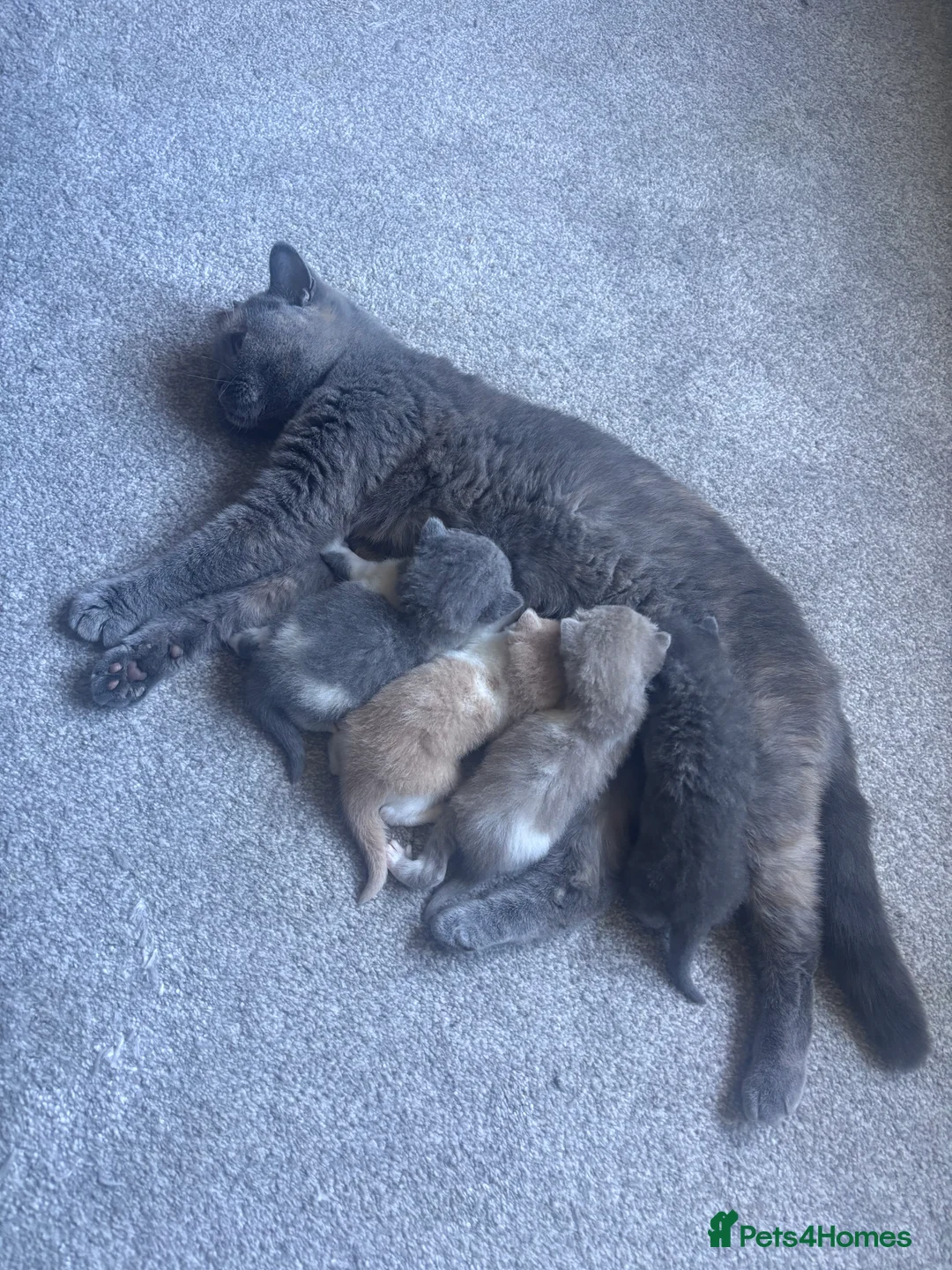 British Shorthair cats for sale: Pure Bred British Shorthair kittens x 4 - Advert 9