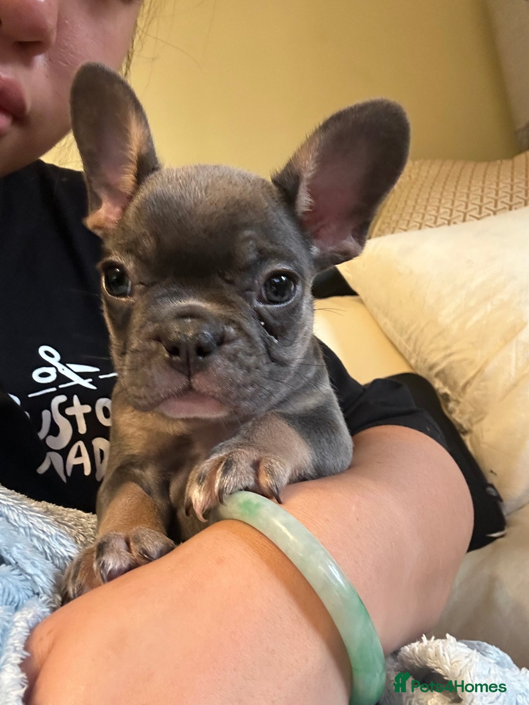 French Bulldog dogs for sale: READY TO GO! Adorable French Bulldog Puppies in Barking - Image 36