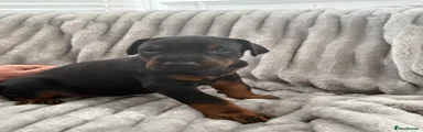 Dobermann Puppy 1
