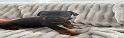 Dobermann dogs for sale: Exceptional Pedigree Doberman pups for sale  - Advert 10