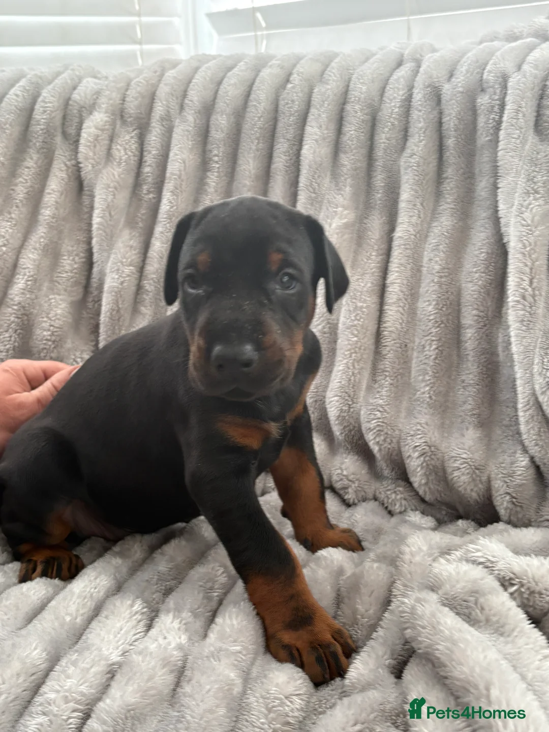 Dobermann dogs for sale: Exceptional Pedigree Doberman pups for sale  - Advert 27