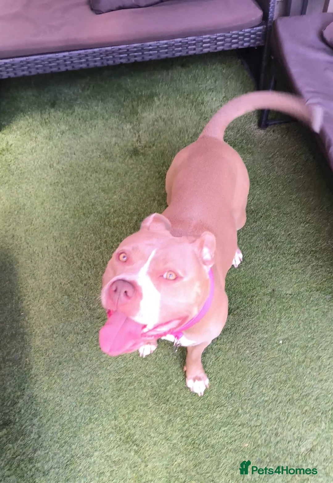 Mixed Breed dogs for sale: 3 year old pocket bully bereavement rehome - Advert 2