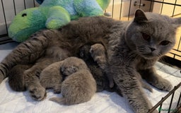 British Shorthair cats for sale: British Shorthair babies 💞💞💞 - Image 9