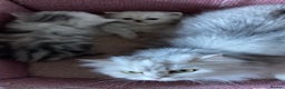 Persian cats for sale: Fabulous Persian chinchilla kittens - Advert 3
