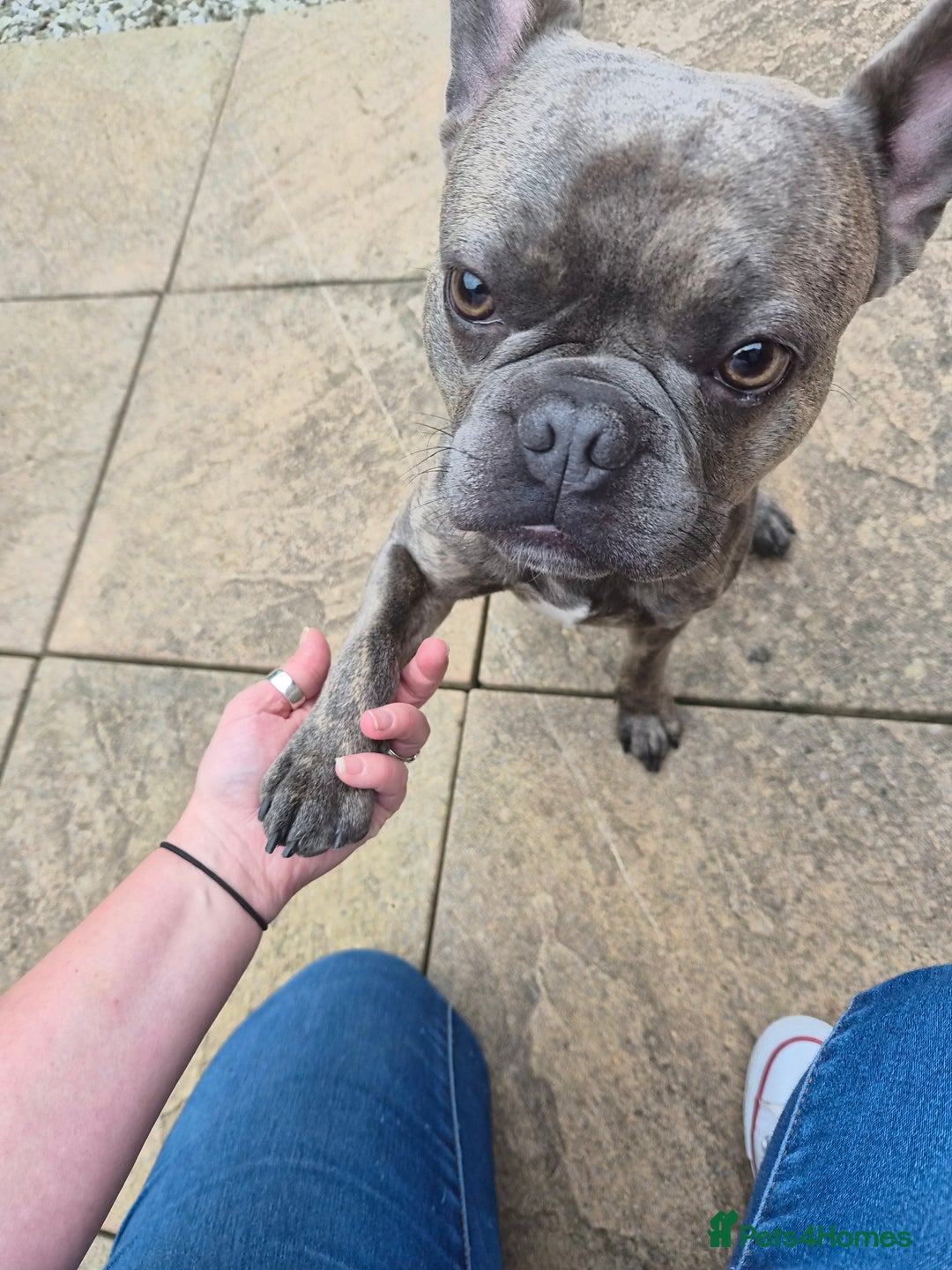 French Bulldog dogs for sale: French bulldog Apollo - Image 6
