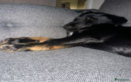 Mixed Breed dogs for adoption: TUX Small body BIG personality - Image 10