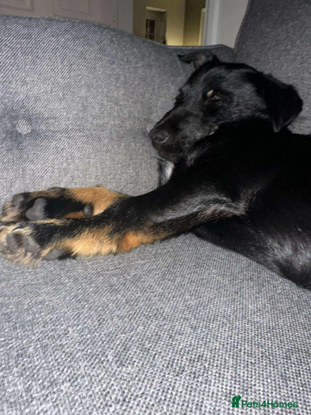 Mixed Breed dogs for adoption: TUX Small body BIG personality - Image 10