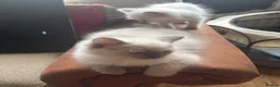 Ragdoll cats for sale: Beautiful Pure Ragdoll kittens - Advert 5