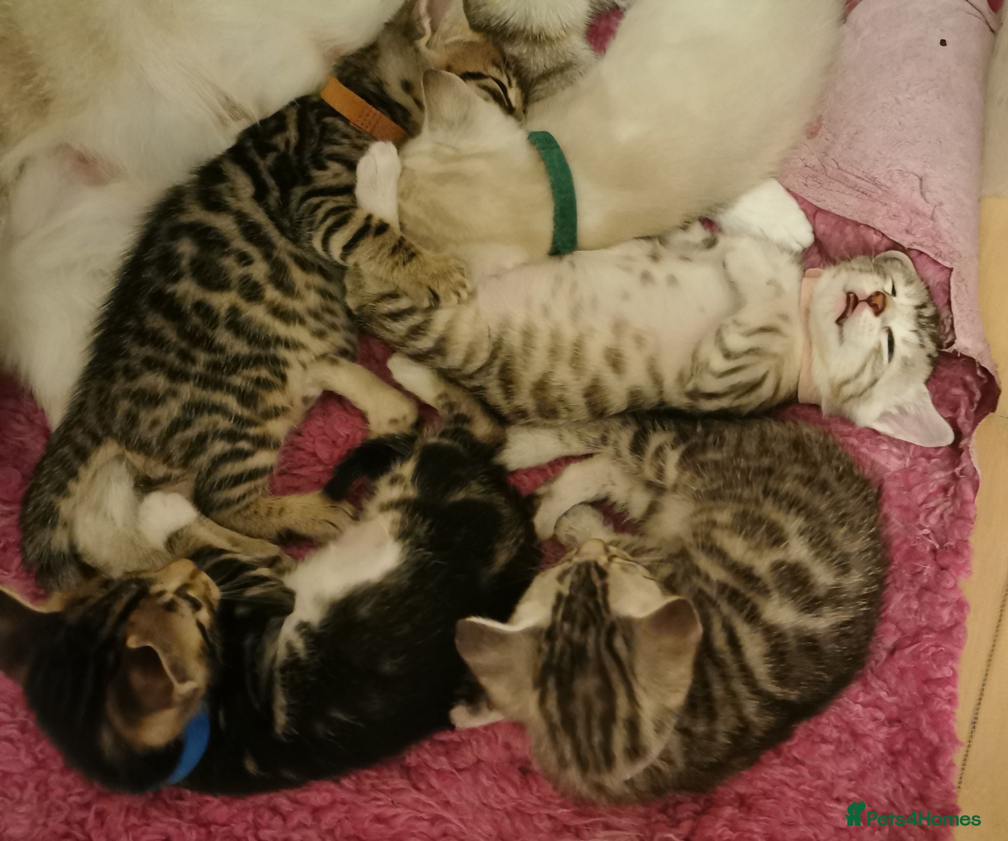 Bengal cats Beautiful Snow, Silver and Brown Bengal Kittens - Advert 2