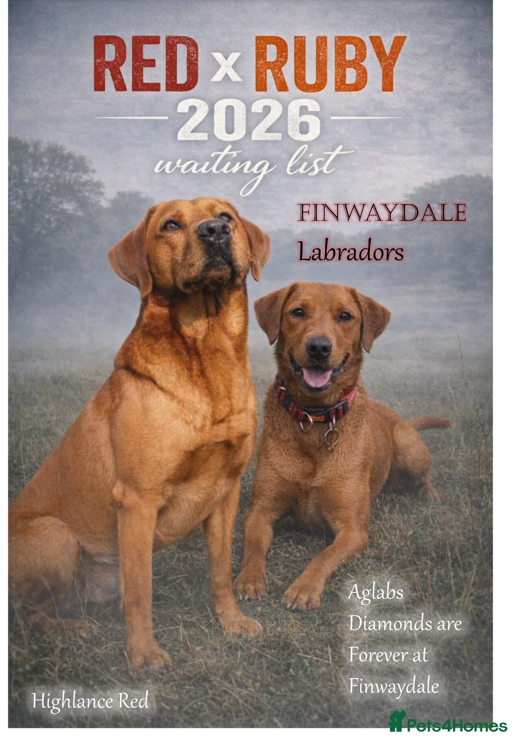 Labrador Retriever dogs for sale: Outstanding quality dark fox red Labrador pups - Advert 1