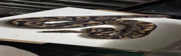 Python Snake reptiles for sale: Various Ball Pythons in Wellingborough - Advert 10