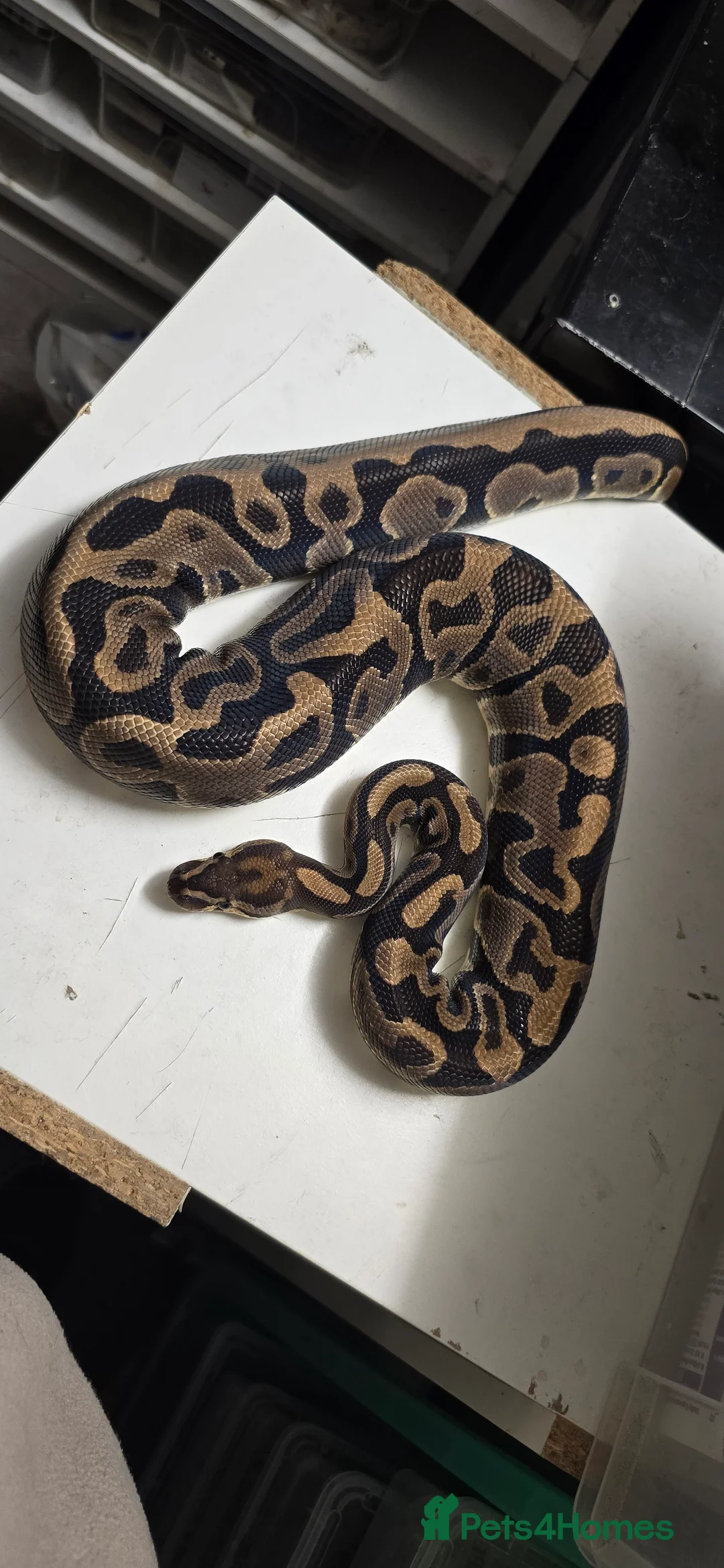 Python Snake reptiles for sale: Various Ball Pythons in Wellingborough - Advert 10