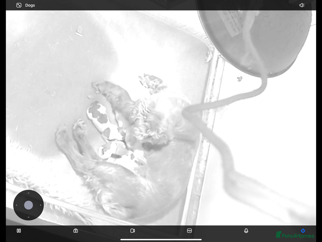 Cocker Spaniel dogs for sale: Show cocker spaniels  - Advert 7