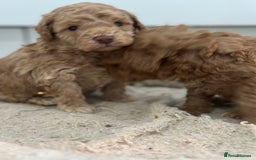 Toy Poodle dogs for sale: Tiny toy poodle boys  - Advert 12