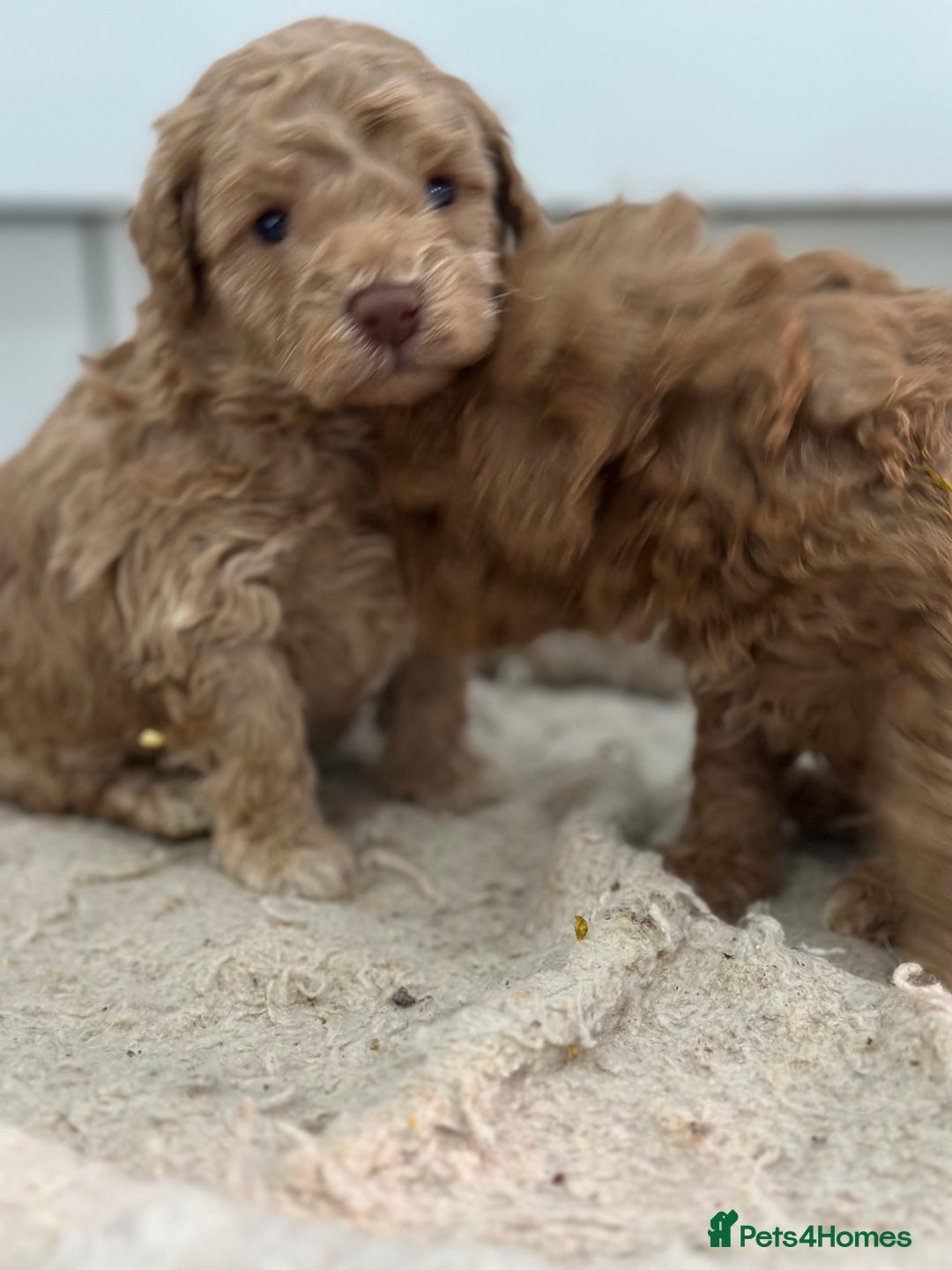 Toy Poodle dogs for sale: Tiny toy poodle boys  - Advert 12