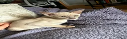 Tonkinese cats for sale: Adorable, Tonkinese kittens.   - Advert 9