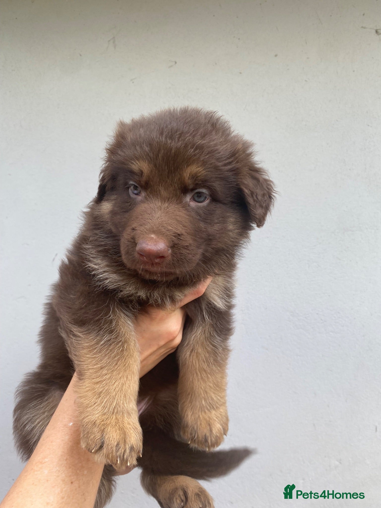 German Shepherd dogs German Shepherd puppies – Kennel Club registered - Advert 10