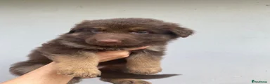 Liver female 