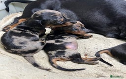 Miniature Dachshund dogs for sale: Miniature Dachshund KC ready now  - Image 27