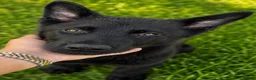 German Shepherd dogs for sale: German shepherd  - Advert 3