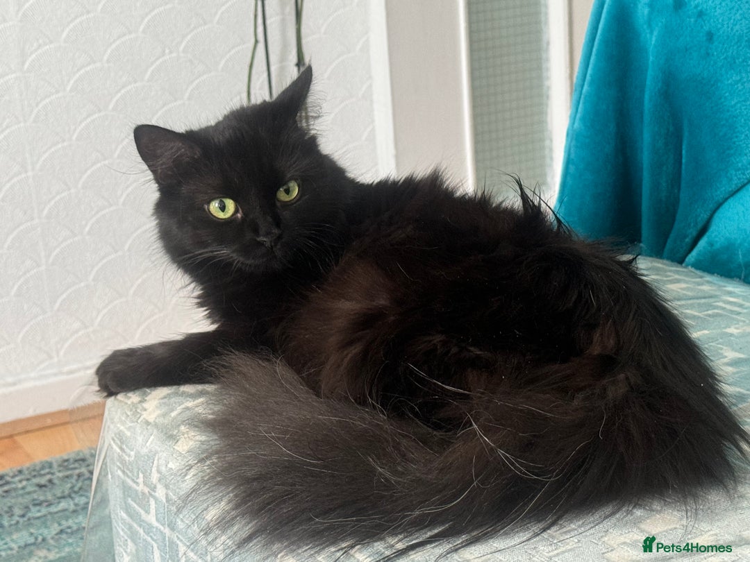 British Shorthair cats for sale: Two life long partners need their forever home - Image 9