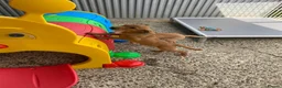 Labrador Retriever dogs for sale: Labrador puppies KC Fully health tested parents  - Advert 13