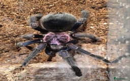 Tarantulas invertebrates for sale: WANTED bulk slings - Image 1
