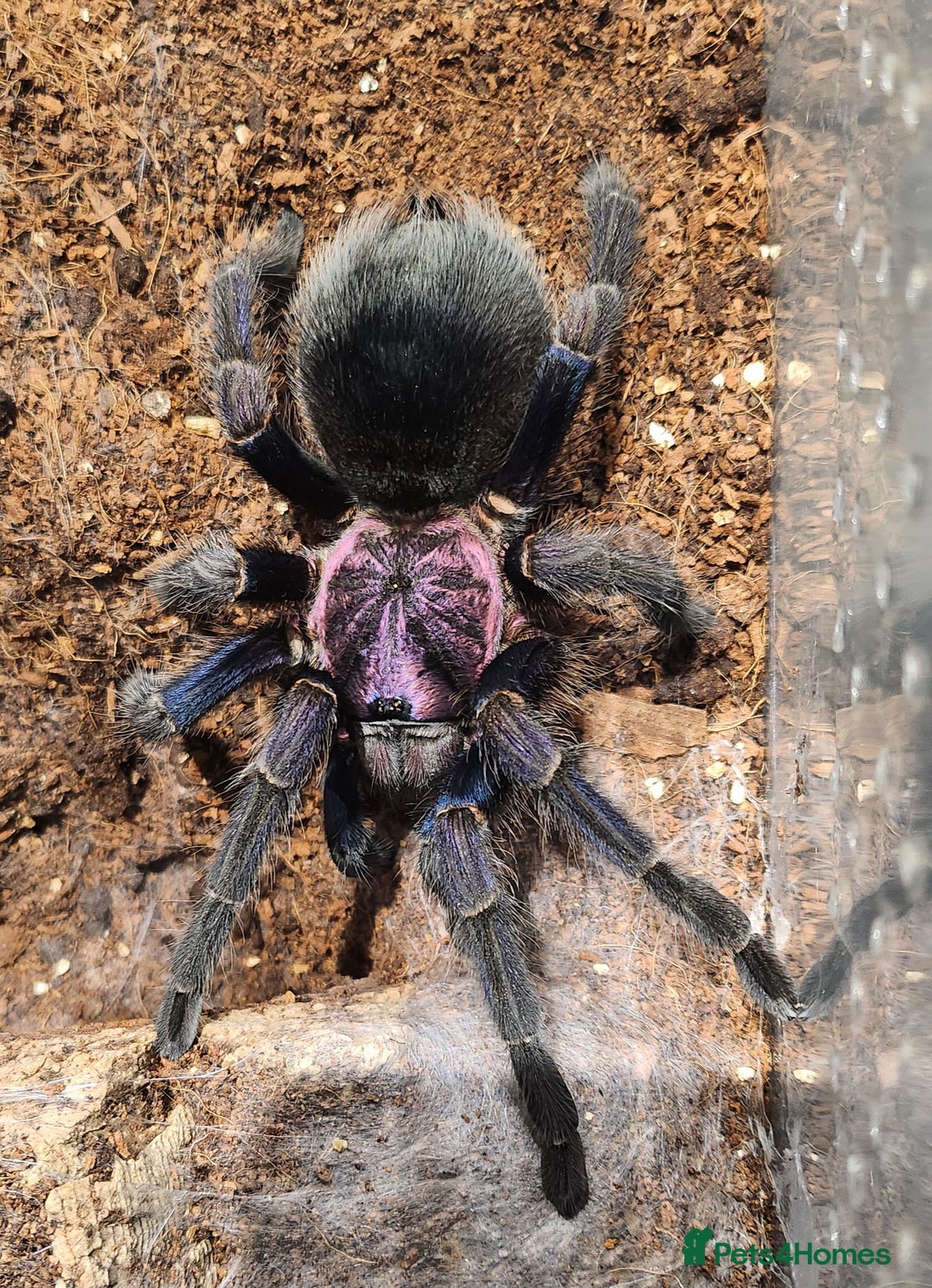 Tarantulas invertebrates for sale: WANTED bulk slings - Image 1