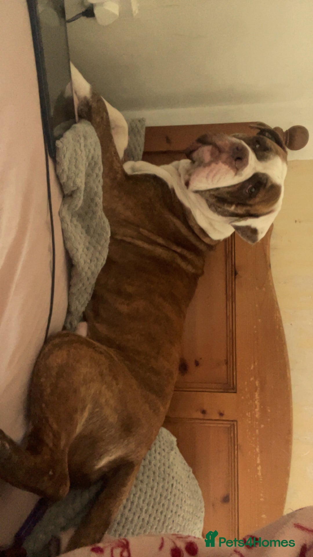 Mixed Breed dogs for sale: American bully x American bulldog puppies - Advert 3