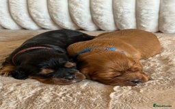 Cavalier King Charles Spaniel dogs for sale: 🐾 KC Registered Health Tested Puppies 🐾 - Image 10