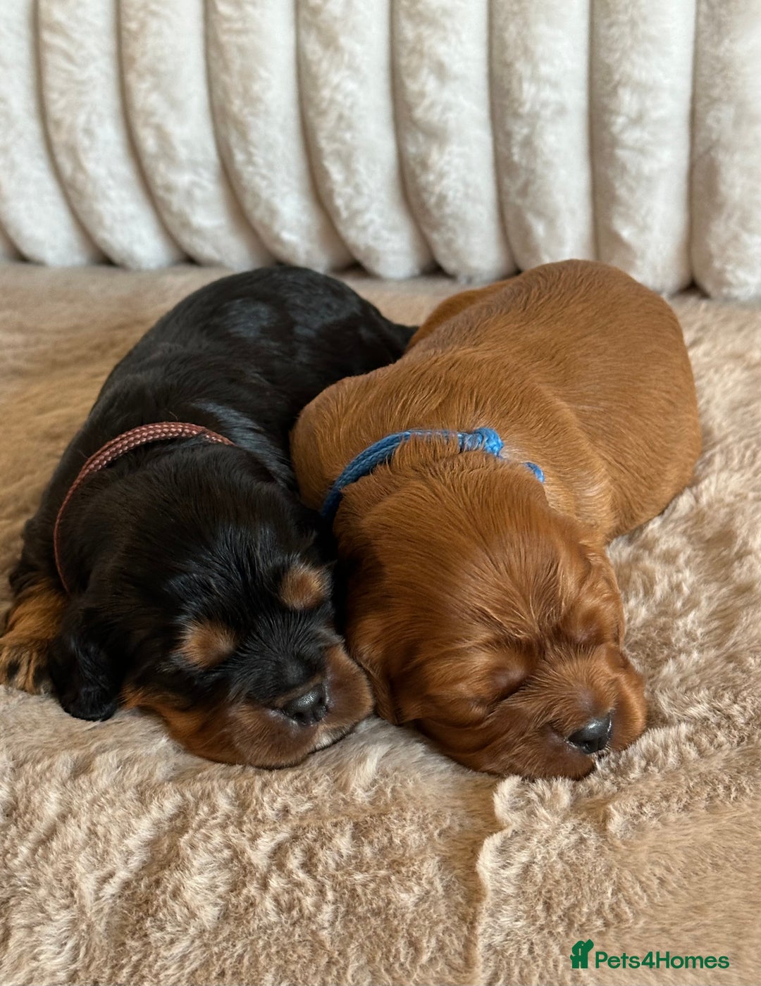 Cavalier King Charles Spaniel dogs for sale: 🐾 KC Registered Health Tested Puppies 🐾 - Image 10
