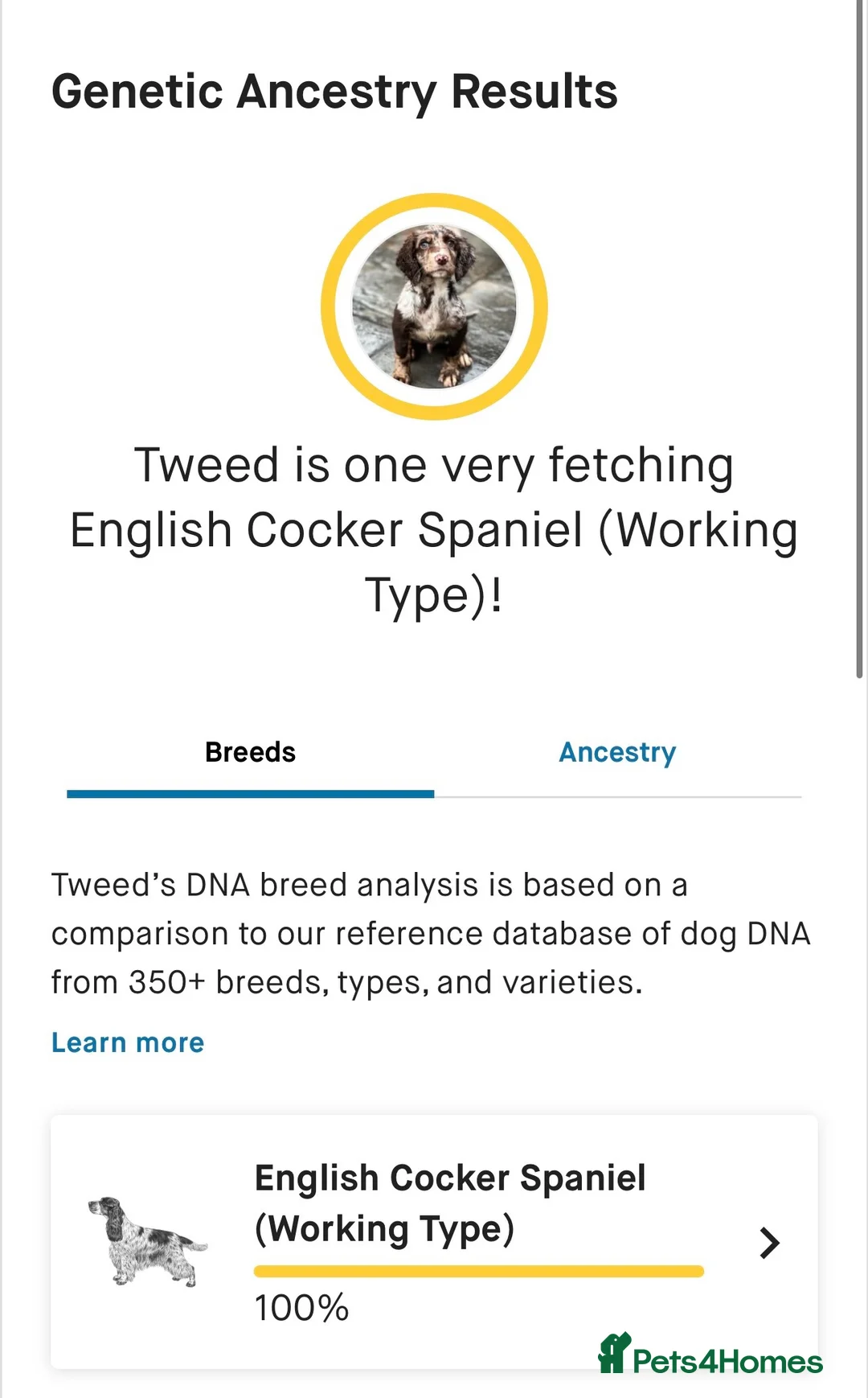 Cocker Spaniel dogs for stud: Merle Cocker Spaniel at stud - DNA tested🧬 in Dudley - Advert 8