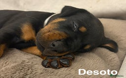 Dobermann dogs for sale: Doberman puppies  - Image 15