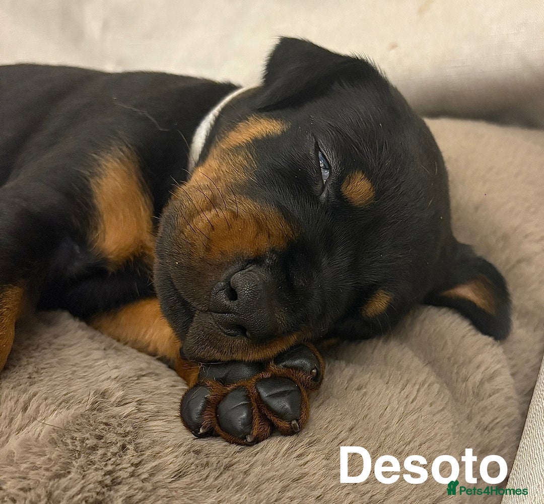 Dobermann dogs for sale: Doberman puppies  - Image 15