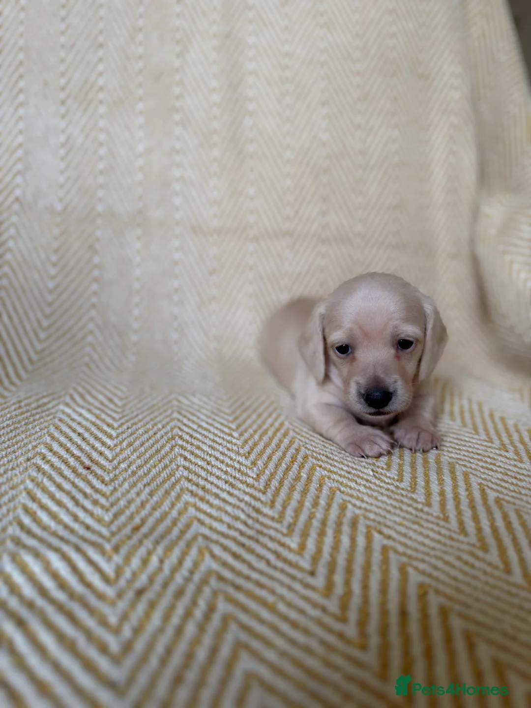 Miniature Dachshund dogs for sale: Cream miniature dachshunds-Petal’s Perfect Puppies - Advert 30