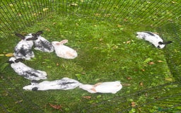 Rex rabbits for sale: Beautiful friendly babies - Image 12