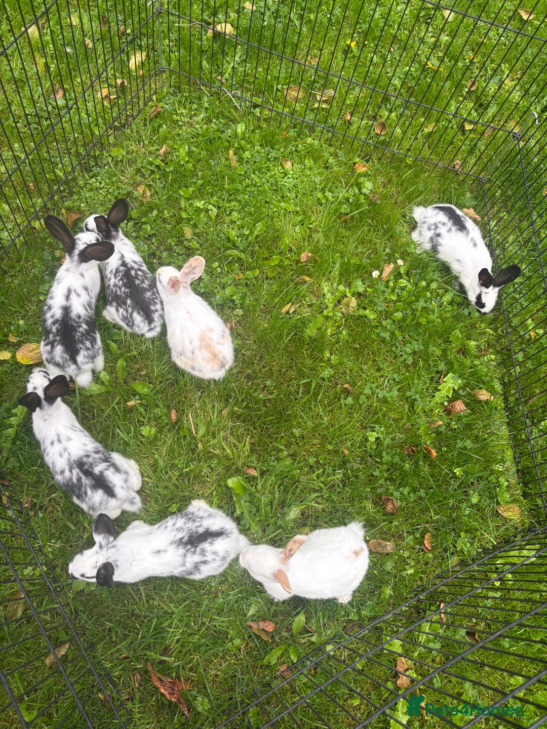 Rex rabbits for sale: Beautiful friendly babies - Image 12