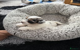 Biewer Terrier dogs for sale: Beautiful Biewer puppies  - Image 9